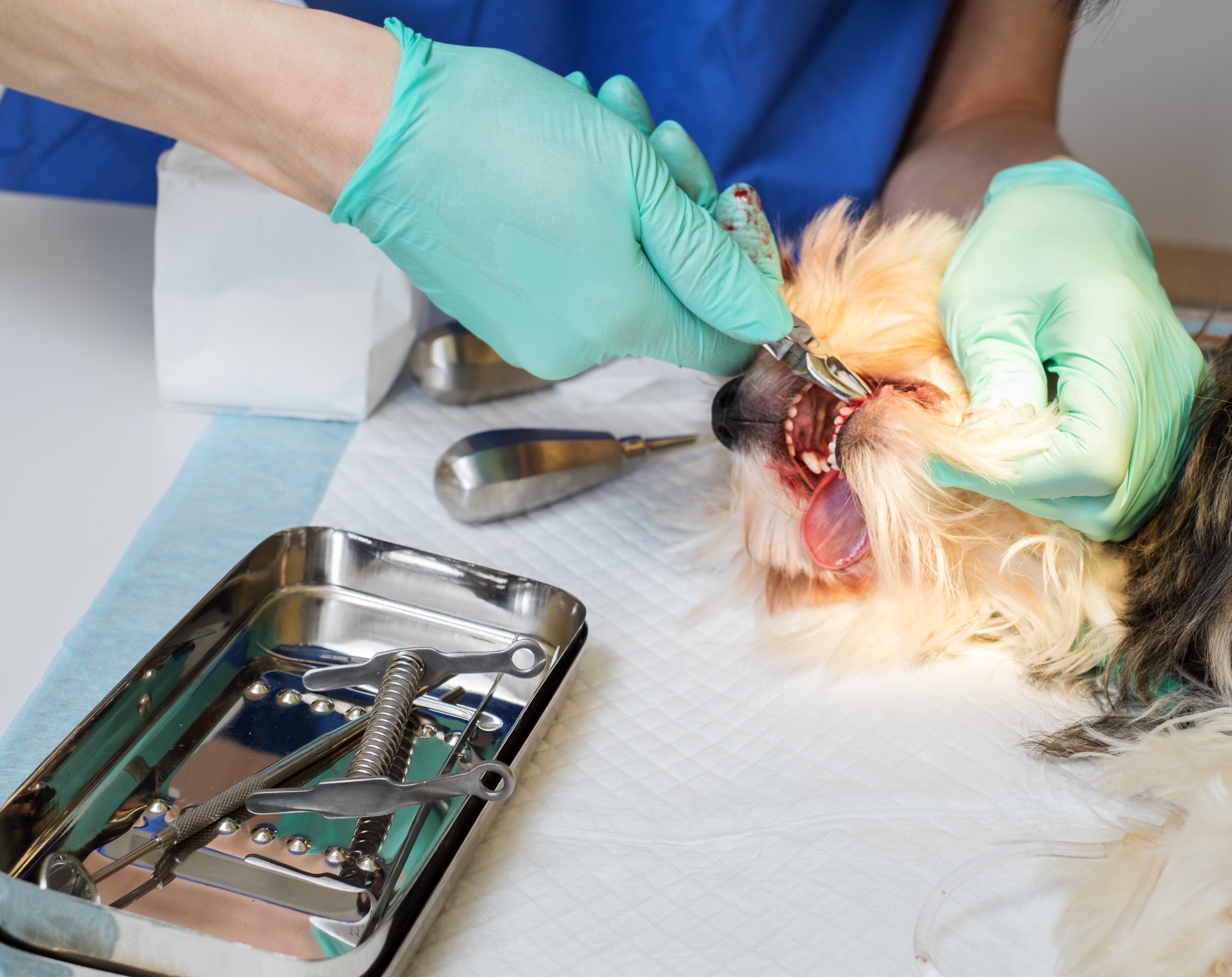Dog teeth extraction