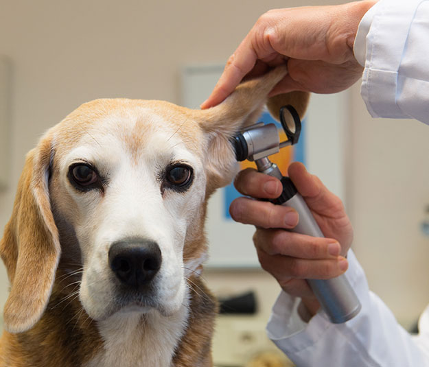 Treatment for Ear Mites at Our Austin Pet Care Center