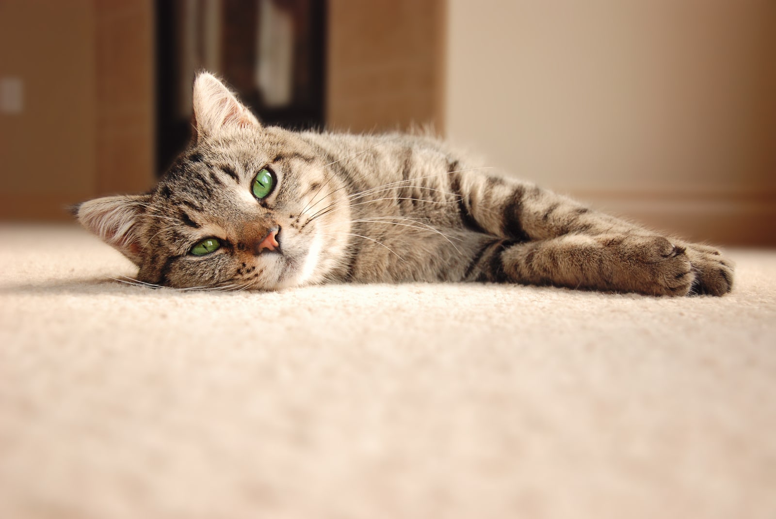 bigstock Tabby Kitten Relaxing On Carpe 50704334