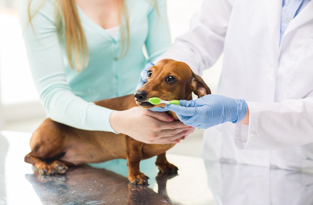 Austin Veterinarian teaching pet owner how to brush dogs teeth