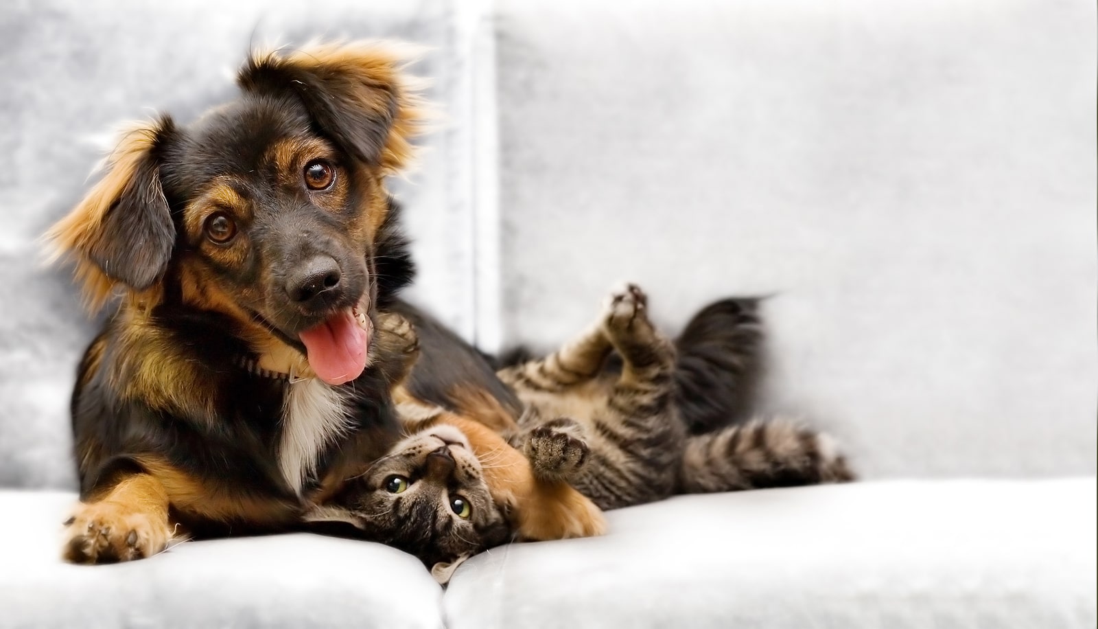 puppy and kitten care
