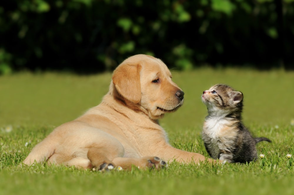 dog and cat in a field