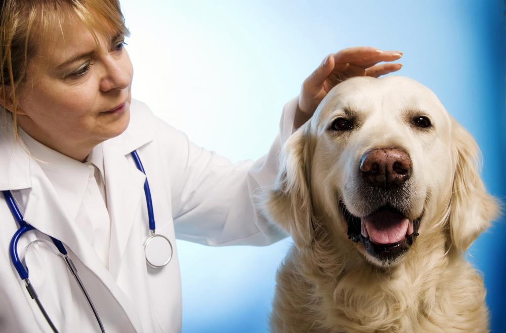 doctor petting dog 